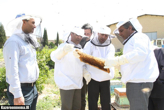 پرورش زنبورعسل در دانشگاه آزاد اسلامی واحد کازرون