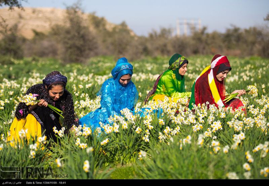 جشنواره گردشگری گل نرگس کازرون ۲۰ بهمن ماه برگزار می‌شود