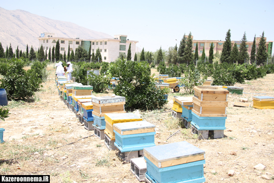 زنبورستان تحقیقاتی، اولین طرح عملیاتی حوزه اقتصاد دانش بنیان