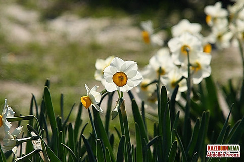 کمک به اجرای دومین ارکستر 