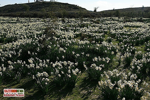 کمک به اجرای دومین ارکستر 